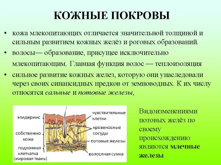 КОЖНЫЕ ПОКРОВЫ кожа млекопитающих отличается значительной толщиной и сильным развитием кожных