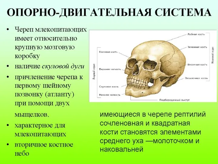 ОПОРНО-ДВИГАТЕЛЬНАЯ СИСТЕМА Череп млекопитающих имеет относительно крупную мозговую коробку наличие скуловой