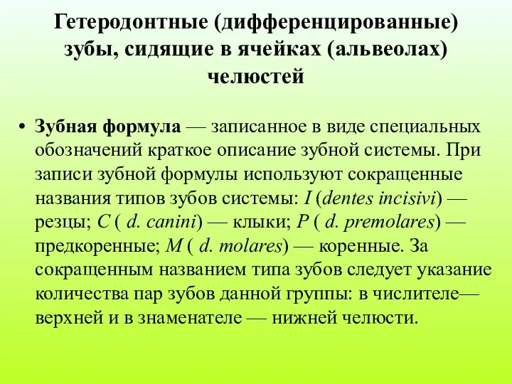 Гетеродонтные (дифференцированные) зубы, сидящие в ячейках (альвеолах) челюстей Зубная формула —