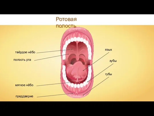 Ротовая полость