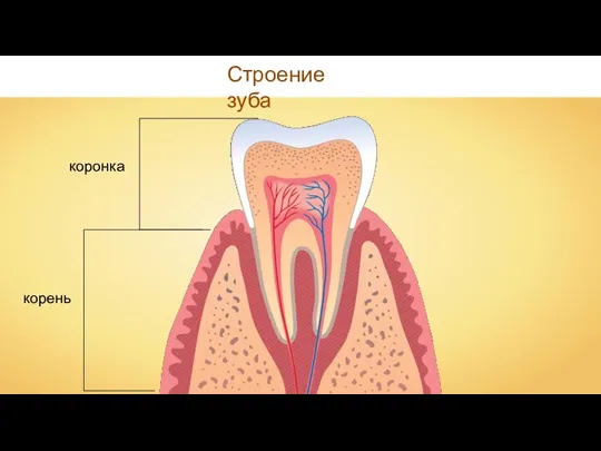 Строение зуба