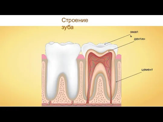 Строение зуба
