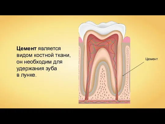 Цемент является видом костной ткани, он необходим для удержания зуба в лунке.