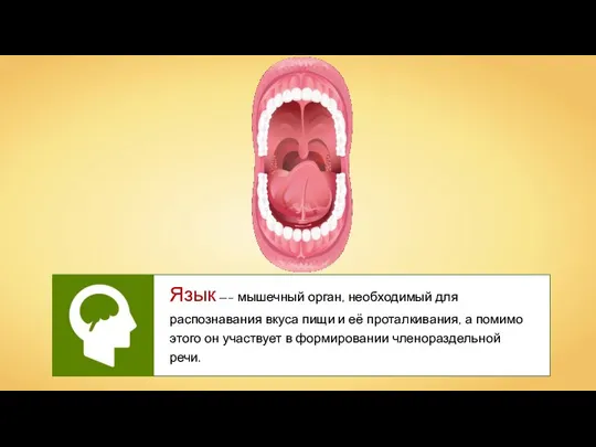 Язык —– мышечный орган, необходимый для распознавания вкуса пищи и её