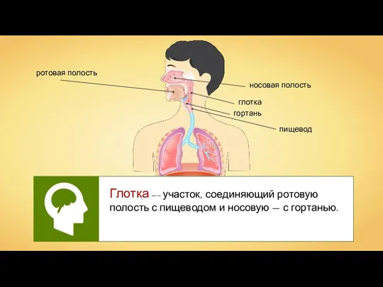 Глотка —– участок, соединяющий ротовую полость с пищеводом и носовую — с гортанью.