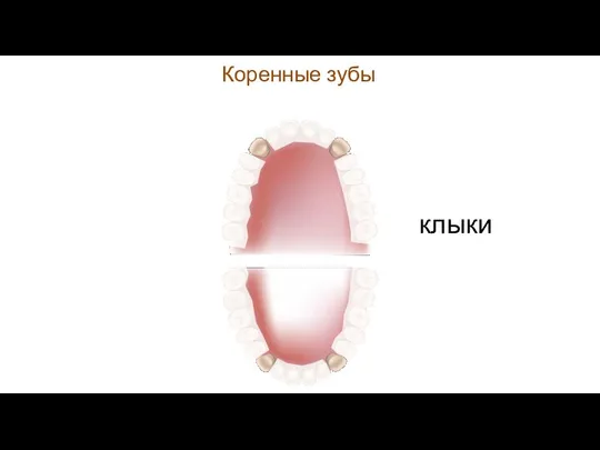 Коренные зубы клыки