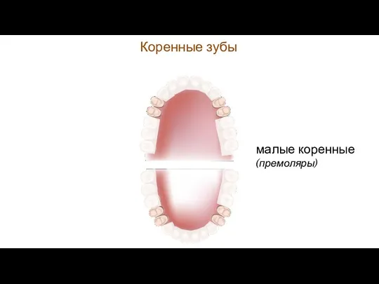 Коренные зубы малые коренные (премоляры)