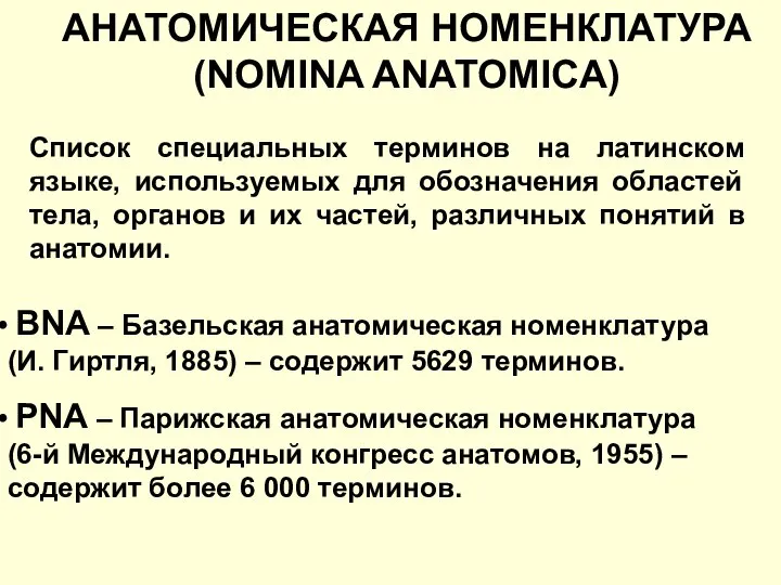 АНАТОМИЧЕСКАЯ НОМЕНКЛАТУРА (NOMINA ANATOMICA) Список специальных терминов на латинском языке, используемых