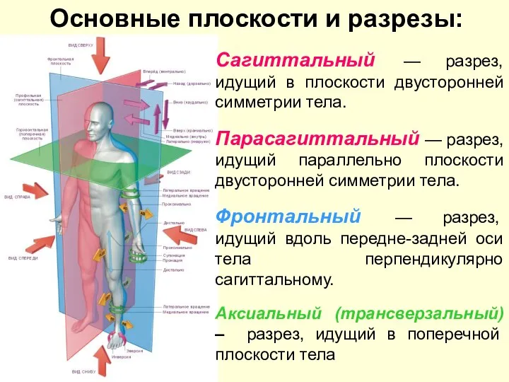 Сагиттальный — разрез, идущий в плоскости двусторонней симметрии тела. Парасагиттальный —