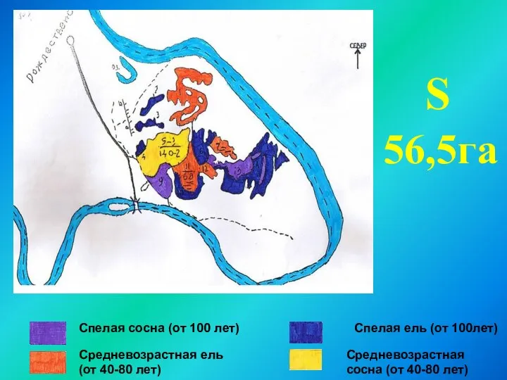 Спелая сосна (от 100 лет) Средневозрастная ель (от 40-80 лет) Спелая