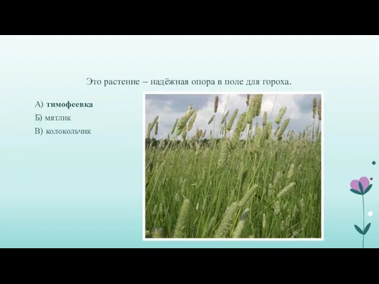 Это растение – надёжная опора в поле для гороха. А) тимофеевка Б) мятлик В) колокольчик