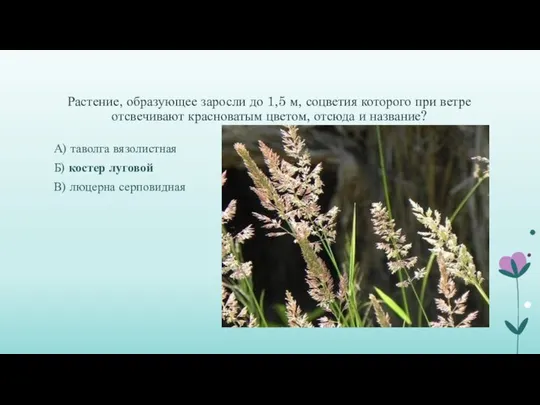 Растение, образующее заросли до 1,5 м, соцветия которого при ветре отсвечивают