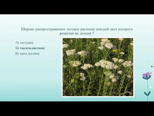 Широко распространенное луговое растение каждый лист которого разрезан на дольки ?