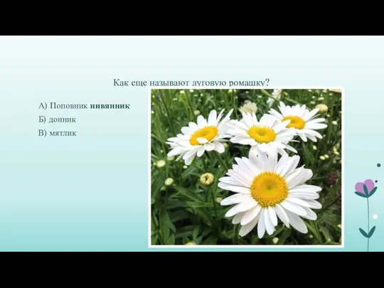 Как еще называют луговую ромашку? А) Поповник нивянник Б) донник В) мятлик