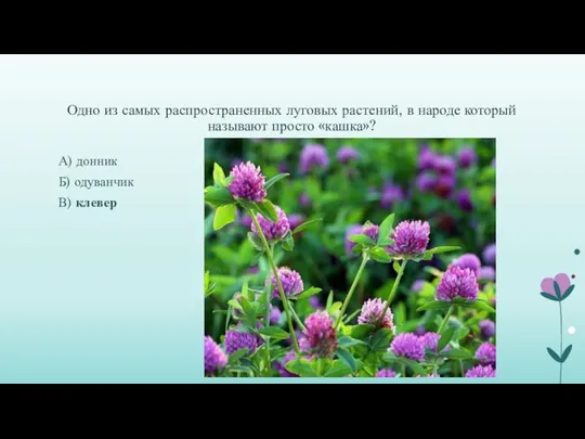 Одно из самых распространенных луговых растений, в народе который называют просто