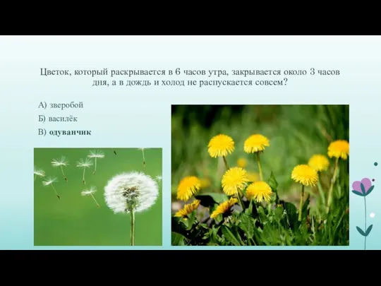 Цветок, который раскрывается в 6 часов утра, закрывается около 3 часов