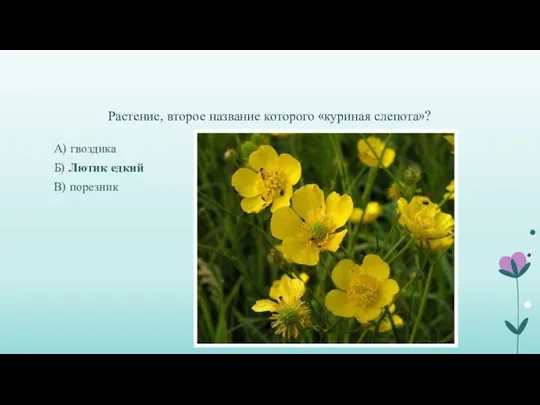 Растение, второе название которого «куриная слепота»? А) гвоздика Б) Лютик едкий В) порезник