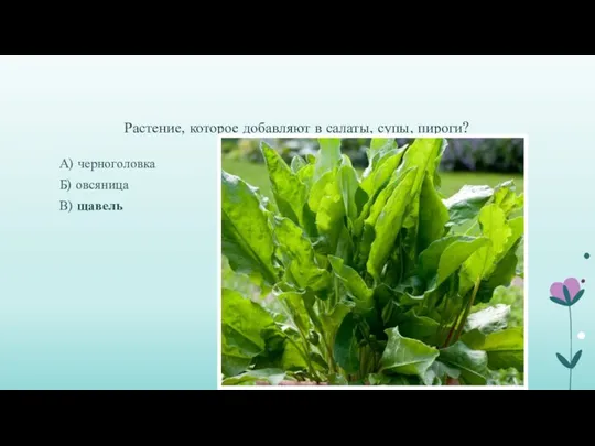 Растение, которое добавляют в салаты, супы, пироги? А) черноголовка Б) овсяница В) щавель