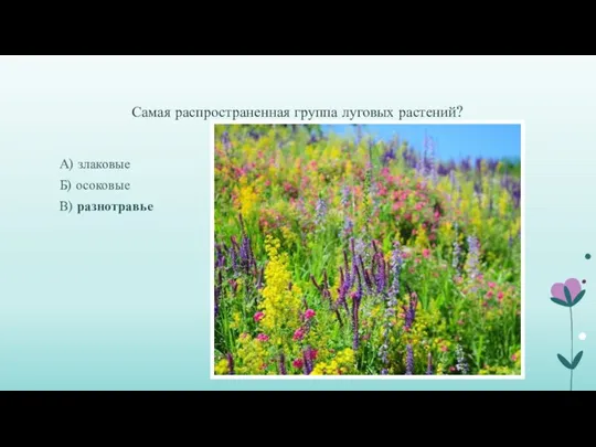 Самая распространенная группа луговых растений? А) злаковые Б) осоковые В) разнотравье