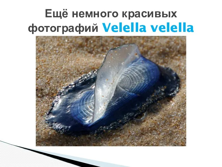 Ещё немного красивых фотографий Velella velella