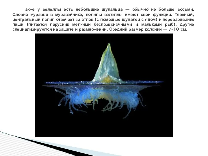 Также у велеллы есть небольшие щупальца — обычно не больше восьми.