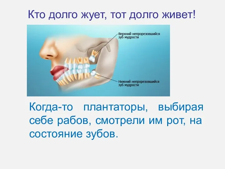 Кто долго жует, тот долго живет! Когда-то плантаторы, выбирая себе рабов,