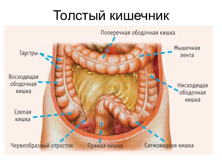 Толстый кишечник Длина 1,5-2 м и диаметр 4-8 см. Отделы: СЛЕПАЯ