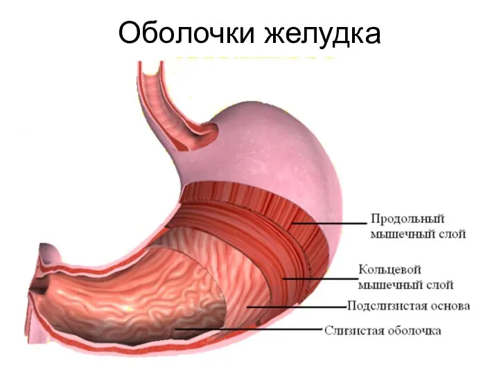 Оболочки желудка Серозная (наружная оболочка из соединительной ткани) Мышечная (продольные мышцы