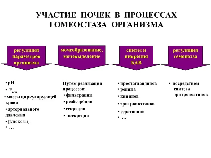 регуляция параметров организма мочеобразование, мочевыделение синтез и инкреция БАВ регуляция гемопоэза