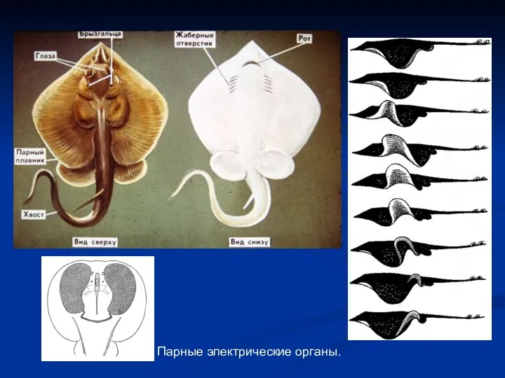 Парные электрические органы.