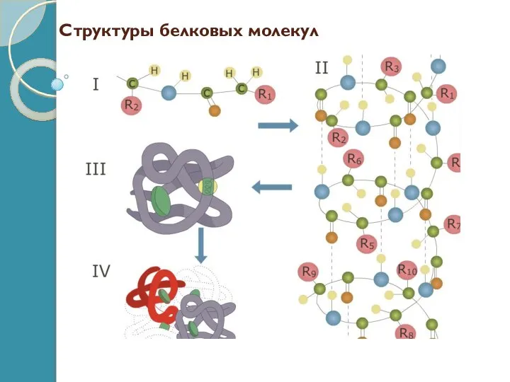 Структуры белковых молекул