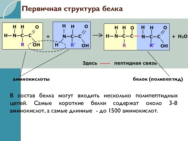 Первичная структура белка В состав белка могут входить несколько полипептидных цепей.