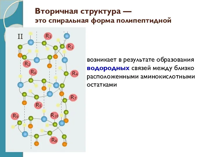 Вторичная структура — это спиральная форма полипептидной цепочки возникает в результате