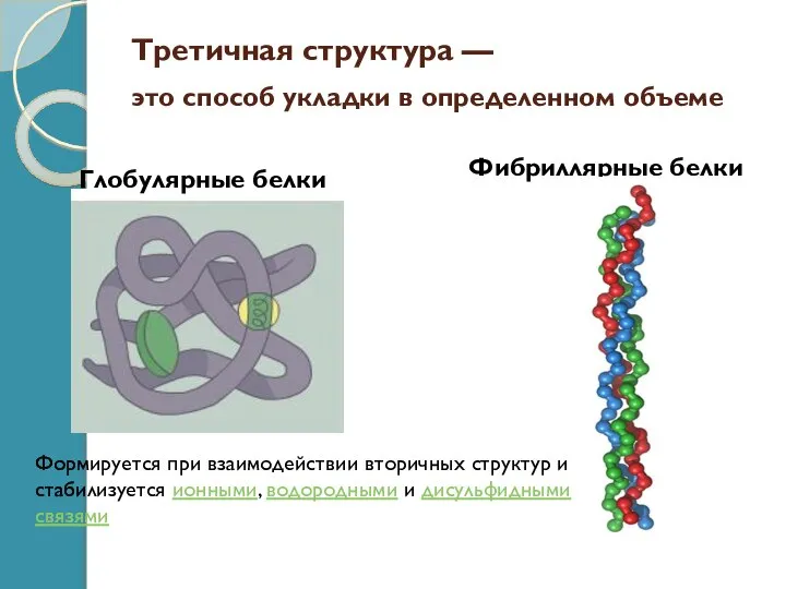 Третичная структура — это способ укладки в определенном объеме Глобулярные белки