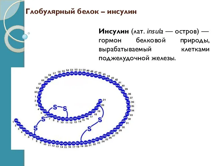 Глобулярный белок – инсулин Инсулин (лат. insula — остров) — гормон