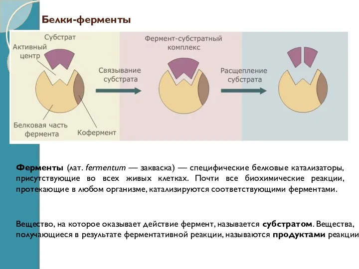 Белки-ферменты Ферменты (лат. fermentum — закваска) — специфические белковые катализаторы, присутствующие