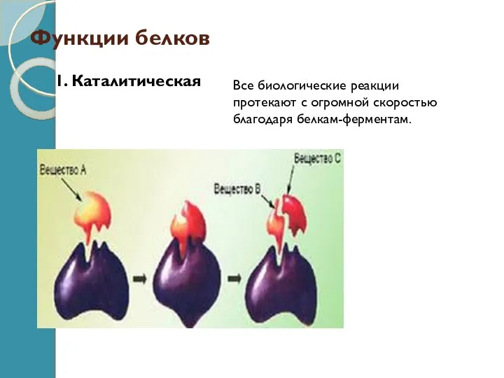 Функции белков 1. Каталитическая Все биологические реакции протекают с огромной скоростью благодаря белкам-ферментам.