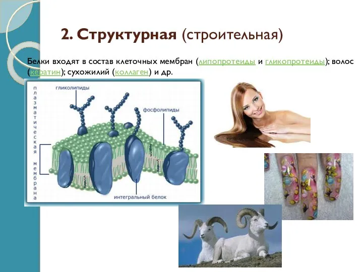 2. Структурная (строительная) Белки входят в состав клеточных мембран (липопротеиды и