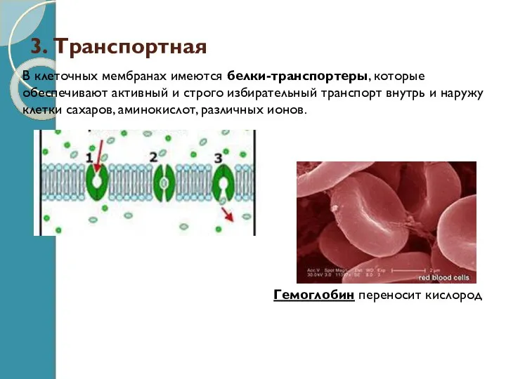 3. Транспортная В клеточных мембранах имеются белки-транспортеры, которые обеспечивают активный и