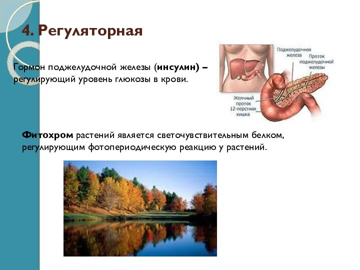 4. Регуляторная Гормон поджелудочной железы (инсулин) – регулирующий уровень глюкозы в