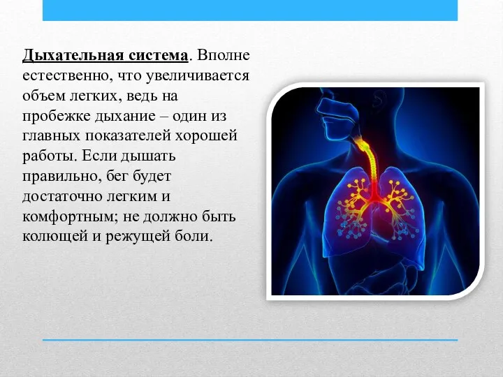 Дыхательная система. Вполне естественно, что увеличивается объем легких, ведь на пробежке