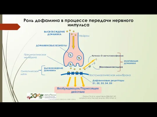 Роль дофамина в процессе передачи нервного импульса ДОФАМИНОВЫЕ ВЕЗИКУЛЫ Пресинаптическая мембрана