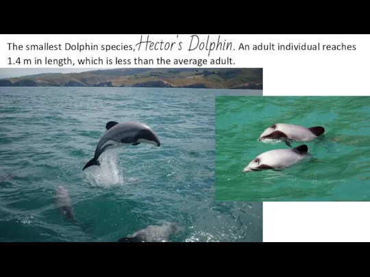 The smallest Dolphin species, Hector's Dolphin. An adult individual reaches 1.4