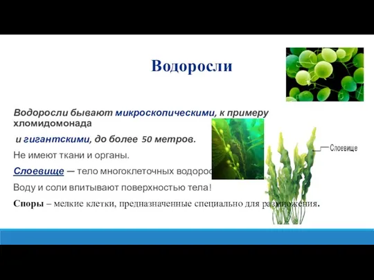 Водоросли бывают микроскопическими, к примеру хломидомонада и гигантскими, до более 50