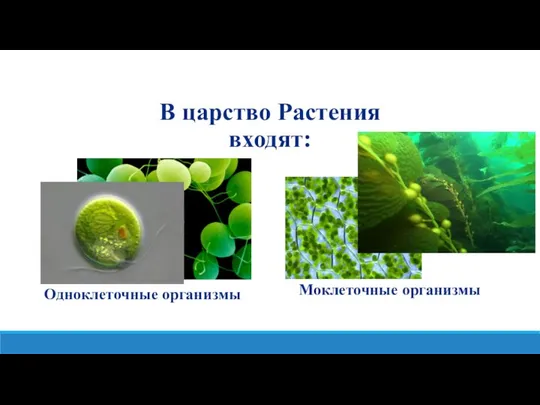 В царство Растения входят: Одноклеточные организмы Моклеточные организмы