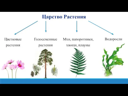 Царство Растения Цветковые растения Голосеменные растения Мхи, папоротники, хвощи, плауны Водоросли