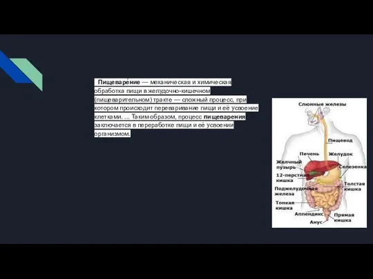 Пищеваре́ние — механическая и химическая обработка пищи в желудочно-кишечном (пищеварительном) тракте