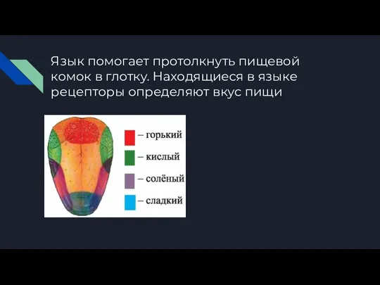 Язык помогает протолкнуть пищевой комок в глотку. Находящиеся в языке рецепторы определяют вкус пищи