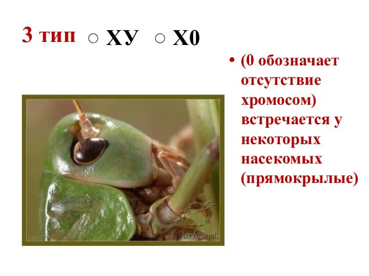 3 тип (0 обозначает отсутствие хромосом) встречается у некоторых насекомых (прямокрылые) ХУ Х0