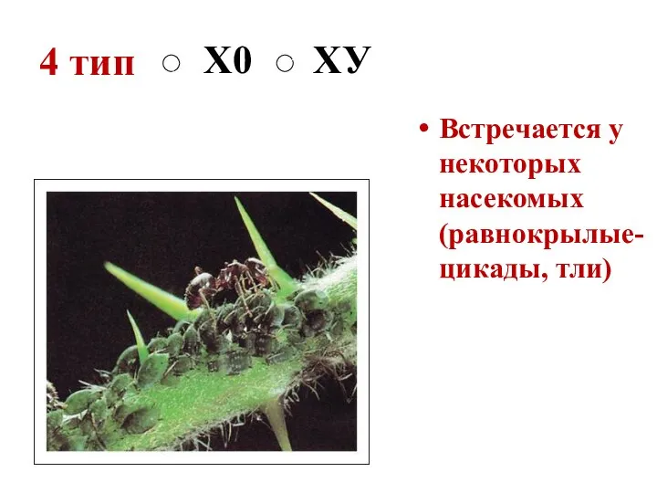 4 тип Встречается у некоторых насекомых (равнокрылые- цикады, тли) Х0 ХУ